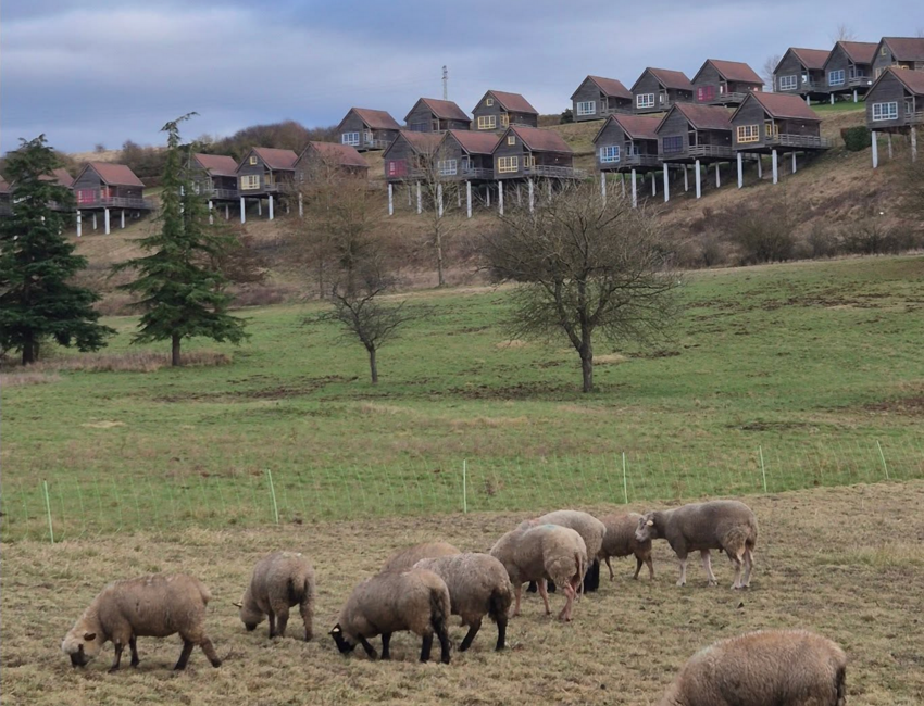En baie de Somme, les moutons entretiennent la réserve du Domaine du Val de Grand-Laviers