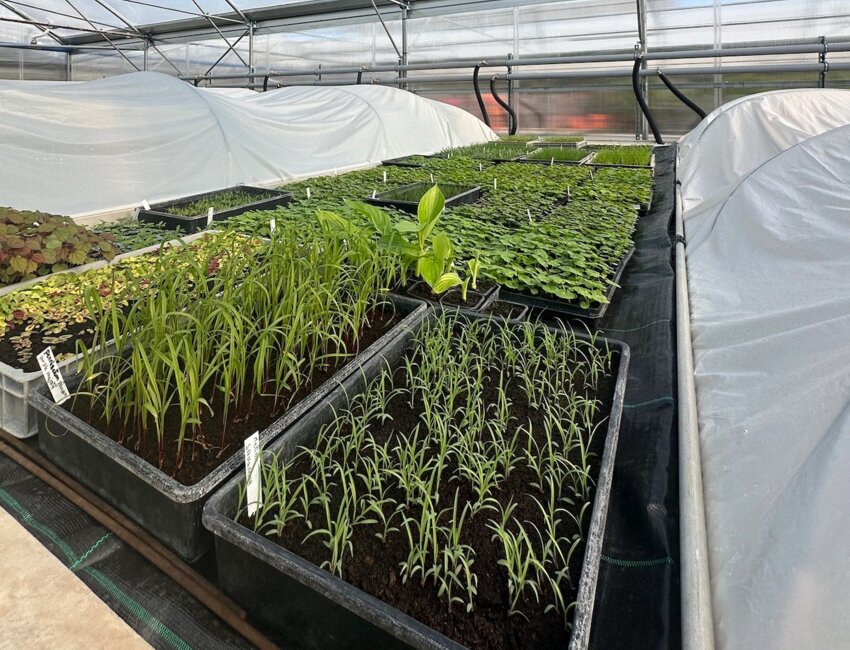 © Service Communication Ville de Bar-le-Duc. Les plants devraient prochainement rejoindre les massifs et autres jardinières.