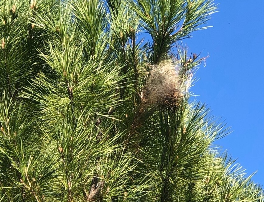 © Maud Guyot. Zoom sur un nid de chenilles processionnaires.