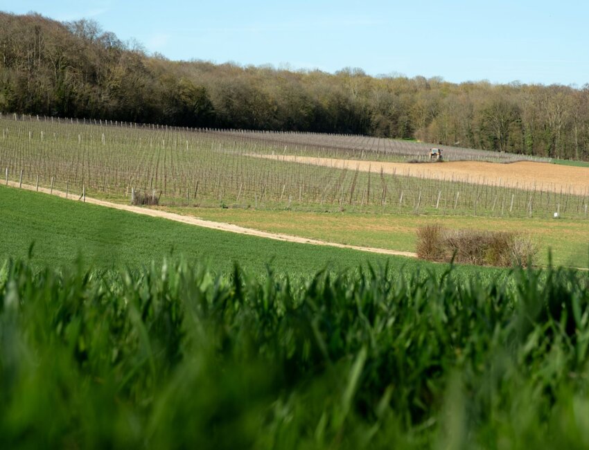 Sur un coteau d’Ailly-sur-Noye au sud d’Amiens, la vigne a été plantée en 2019. © Cyrille Struy