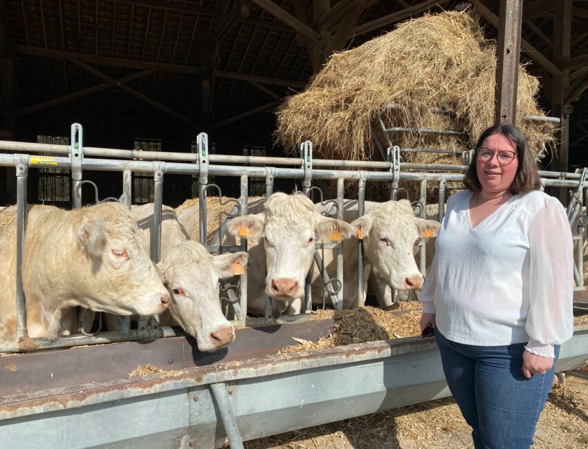 Des vaches charolaises sont élevées sur place.
