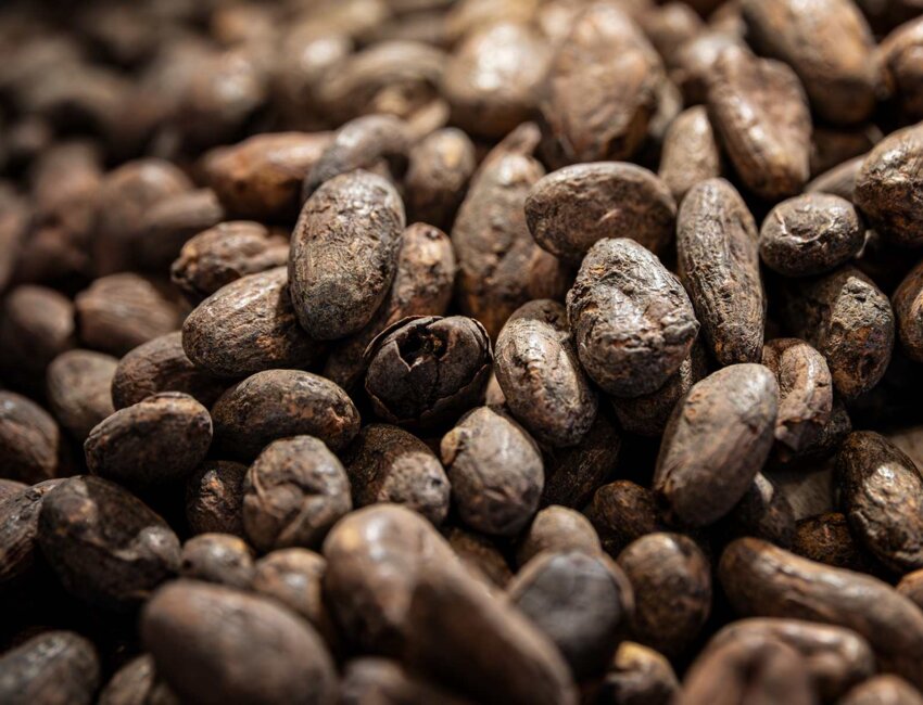 Le chocolatier fabrique son chocolat à partir de fèves de cacao du Venezuela et du Cameroun. (c) Marie-Line Waroude