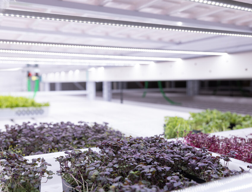 Echantillons de plantes cultivées par Horssol. ©Léna Heleta