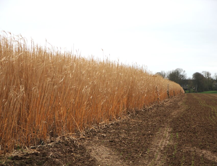 À l'inverse de ce que l'on voit couramment, l'EARL du Bellevent a souhaité implanter le miscanthus sur une grande surface et dans une parcelle à bon potentiel. © Aletheia Press / B.Delabre