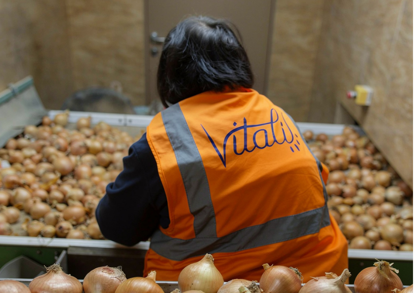 Vitalis est aujourd’hui l’un des premiers réseaux français de négoce et de conditionnement de pommes de terre, oignons et condiments © Vitalis