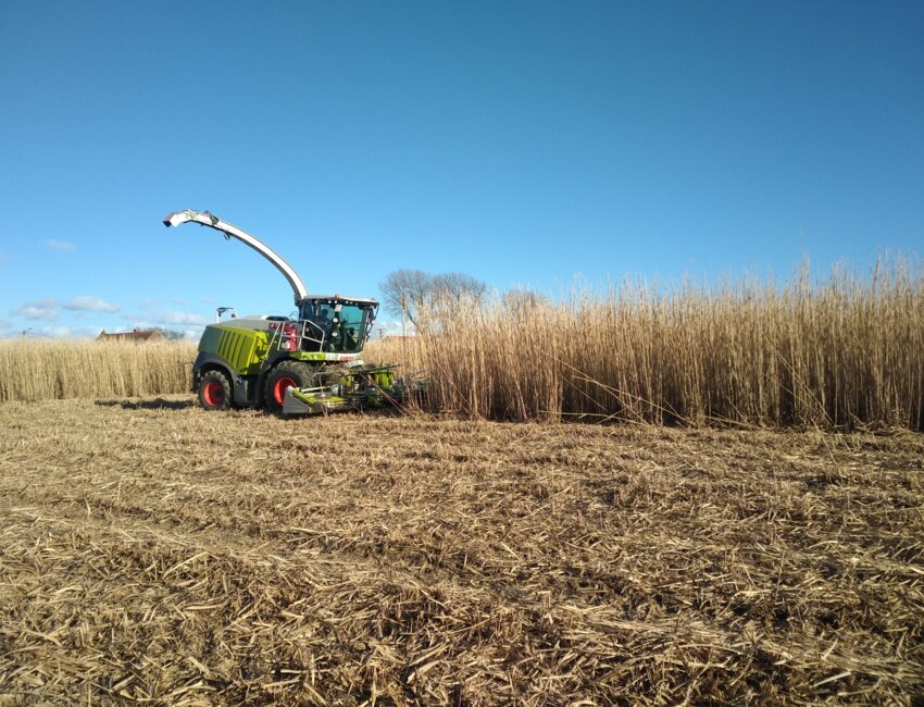 Symbole de l’avènement de la filière, Miscanbloc à Merville qui a développé un isolant à base de miscanthus.