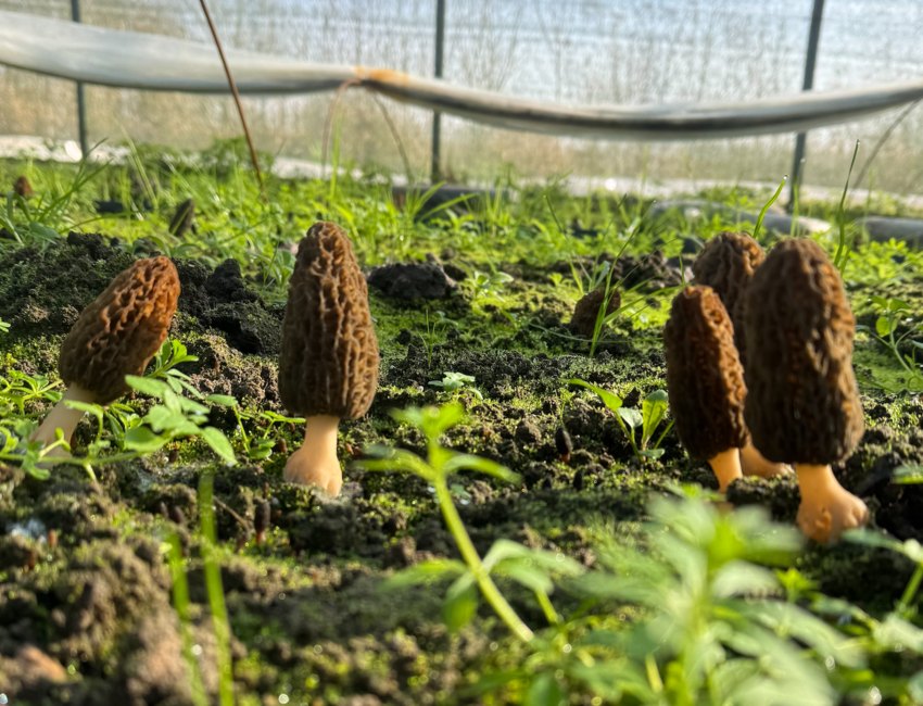 Les morilles poussent dans un lieu secret.