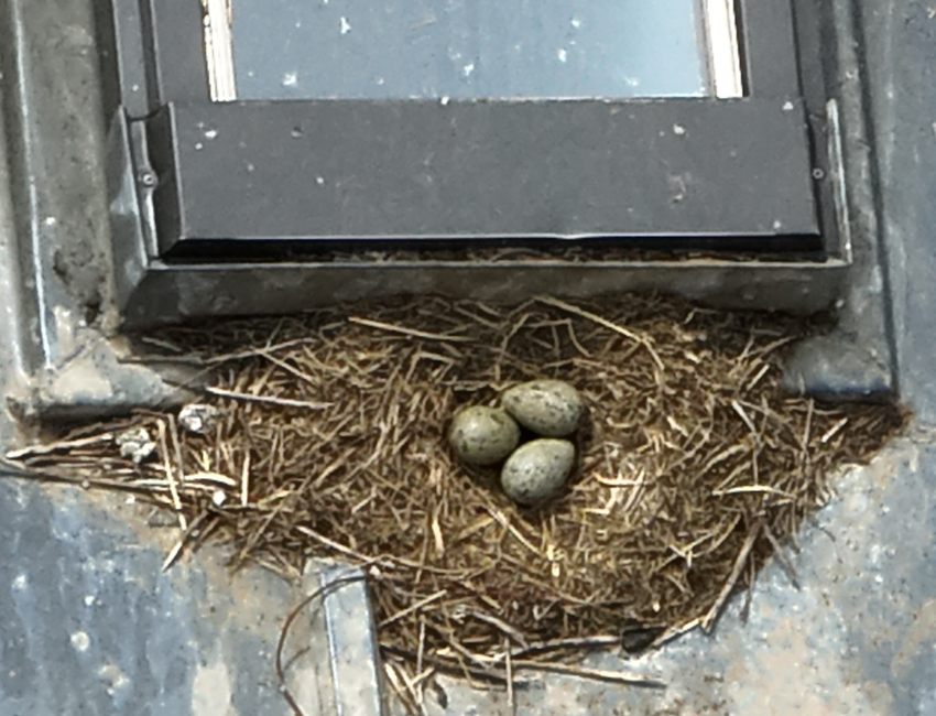Une opération sans danger pour l’environnement.