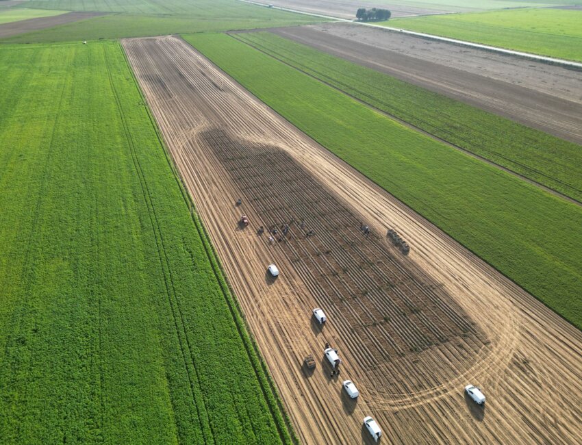 Les arrachages d’essai de pommes de terre sur les terres agricoles de la Somme. © Sana Terra