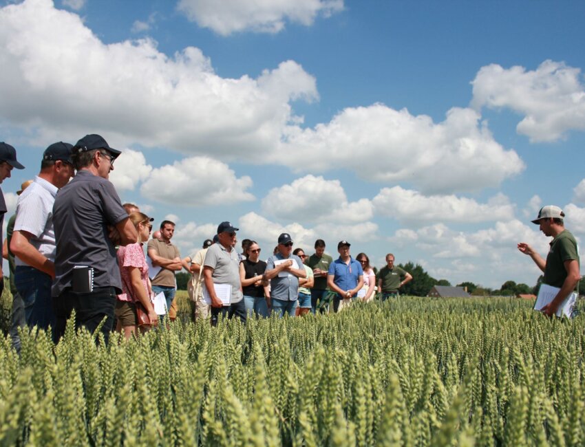 La visite de la coopérative sur les essais céréales en juin 2025. © Sana Terra
