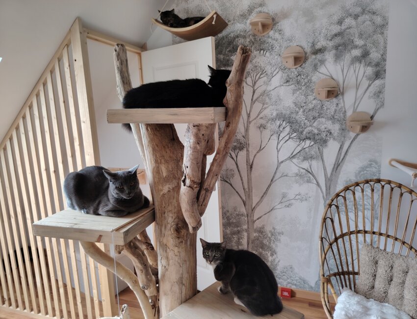 Depuis l'ouverture l'année dernière, la pension a déjà reçu 50 chats différents. Une petite quinzaine sont déjà des habitués.