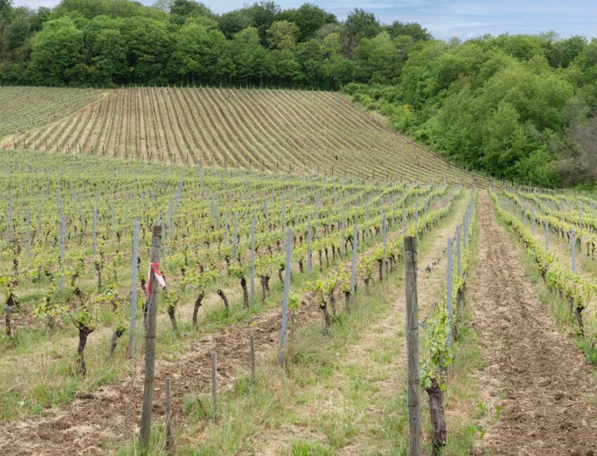 © Laurence Deleau-  L'IGP Côtes de Meuse représente cinq domaines pour 45 hectares de vignes