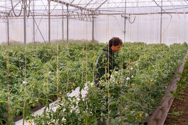 © Laurence Deleau. Pour conserver le label Bio, plantation, désherbage et récolte nécessitent une grosse main-d’œuvre sur une petite surface.