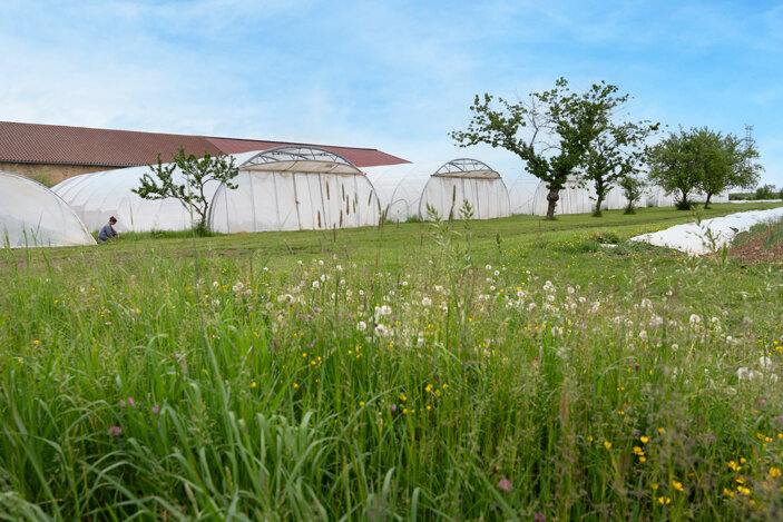 © Laurence Deleau. Quinze serres permettent aux cultures de pousser malgré la météo locale capricieuse.