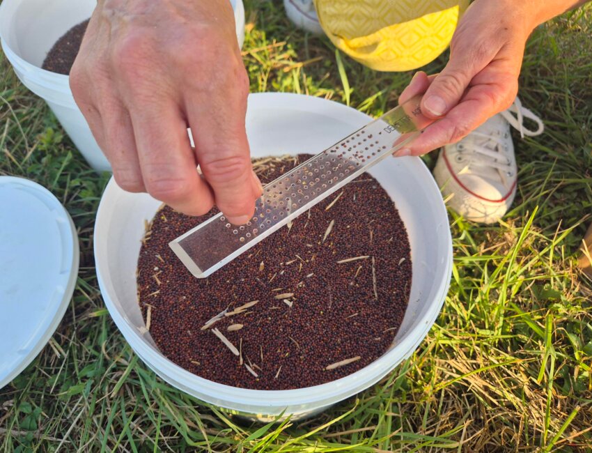 Analyse de la qualité du grain par l'industriel Reine de Dijon. © Amandine Ibled