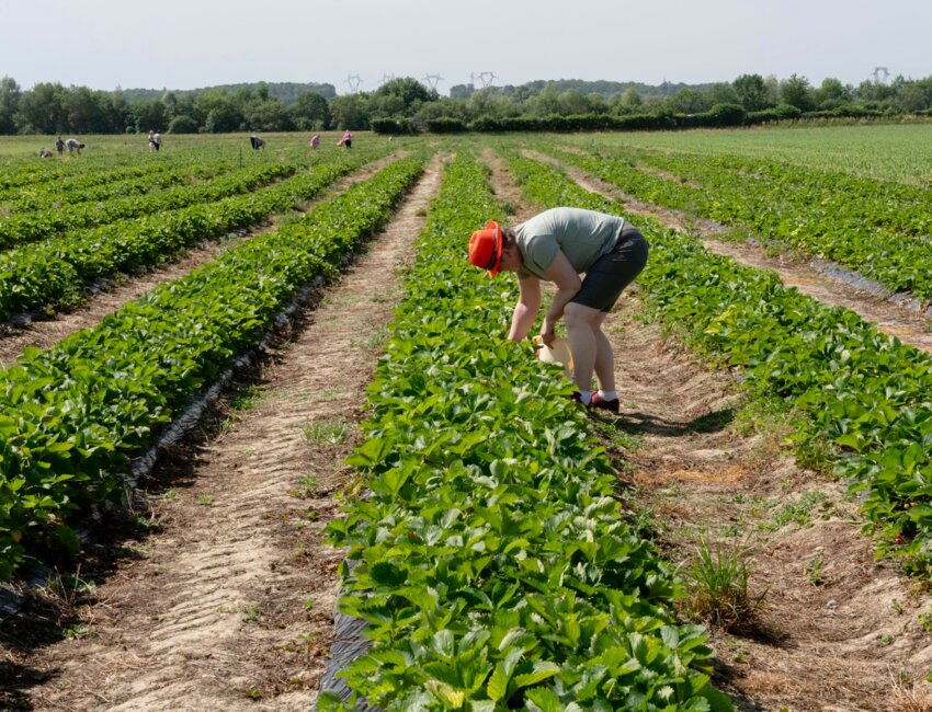 © Laurence Deleau-Chaque année, 10 tonnes de fraises sont cueillies directement par les clients dans les 5,5 hectares de champs exploités par la famille Guillaume.