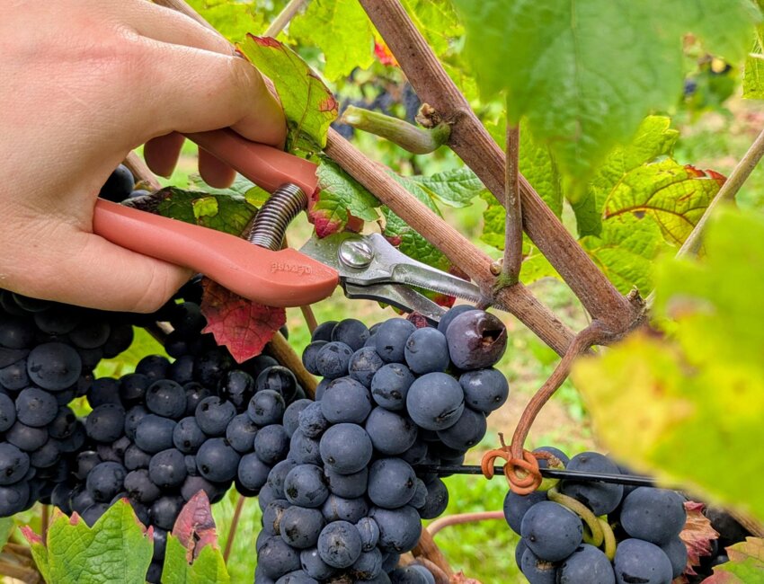 © Amandine Rivière. L'AOC des Côtes de Toul s'étend sur 120 hectares.