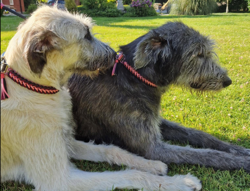 Les colliers sont devenus des accessoires de mode. @Dogs and ropes