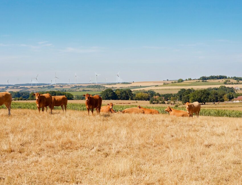 © Benjamin Prost- L’Ouest Vosges vient de se doter d’un plan herbe pour préserver les prairies et favoriser l’élevage à l’herbe.