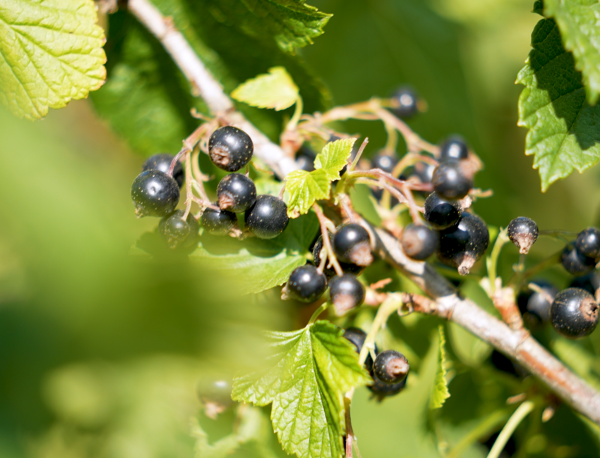 Le Noir de Bourgogne est connu pour ses qualités organoleptiques ©Amandine Ibled