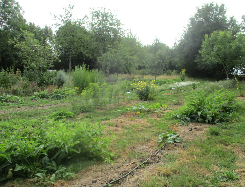 Pas de plantation  «en ligne complète» dans le jardin Roy.