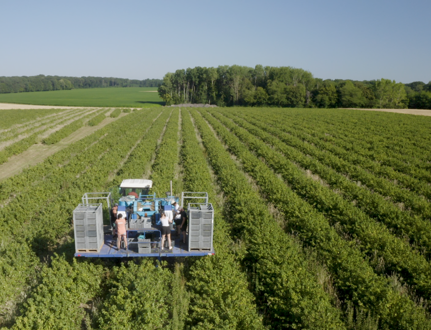 Récolte du Cassis en Bourgogne ©Amandine Ibled