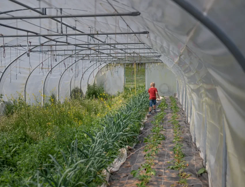 L'exploitation à Méréaucourt est ici proposée le 19 août. © Les Reines des Près