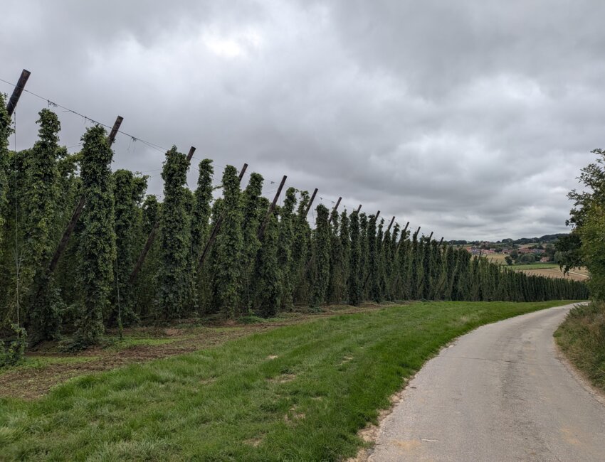 Les Houblonnières de Boeschepe sont l’un des principaux fournisseurs de la Brasserie du Pays Flamand.