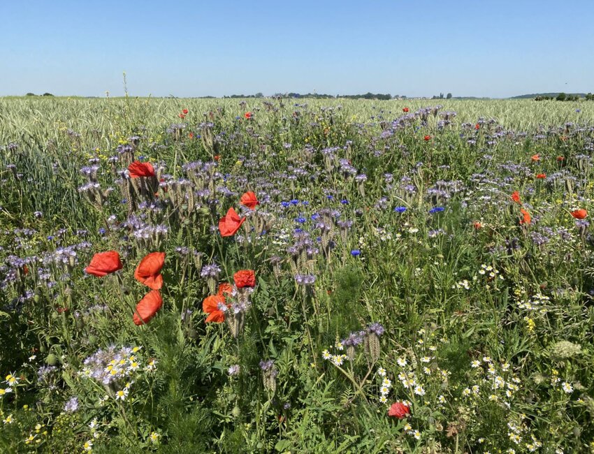 À Estrées-Mons, un essai de réduction des phytos grâce à des bandes fleuries. © Aline Waquet / Inrae HdF