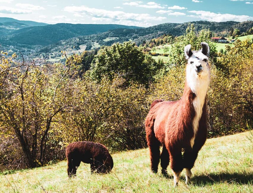 © Johann Marin-Thiery. La Montagne des lamas offre une belle vue sur la vallée de la Bresse.