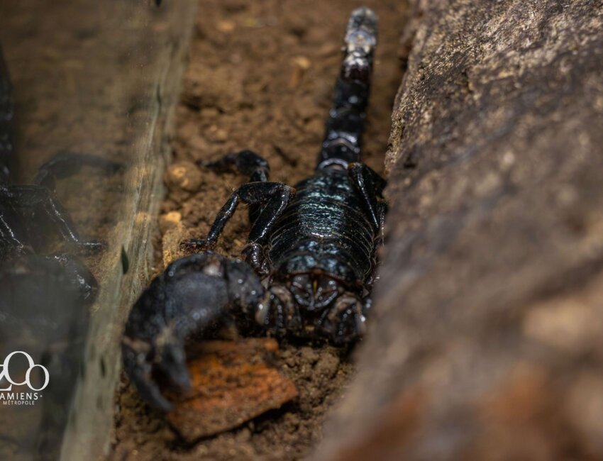 Les animaux ont été placés dans des bacs communautaires. © Zoo Amiens Métropole