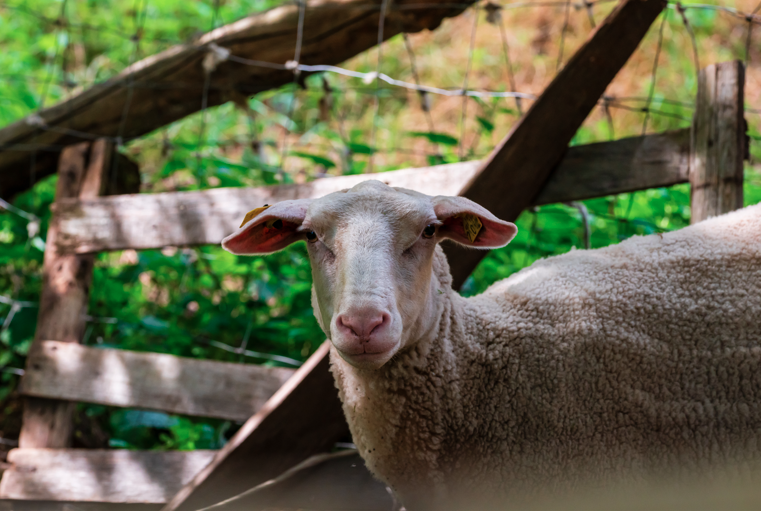 Bourgogne Franche-Comté : la Région consolide la filière ovine pour soutenir les éleveurs
