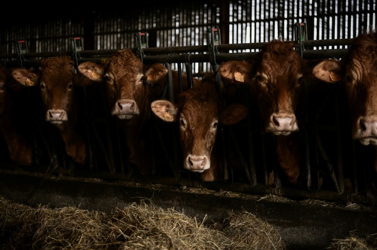 Elevages bovins: les seuils de déclaration environnementale relevés