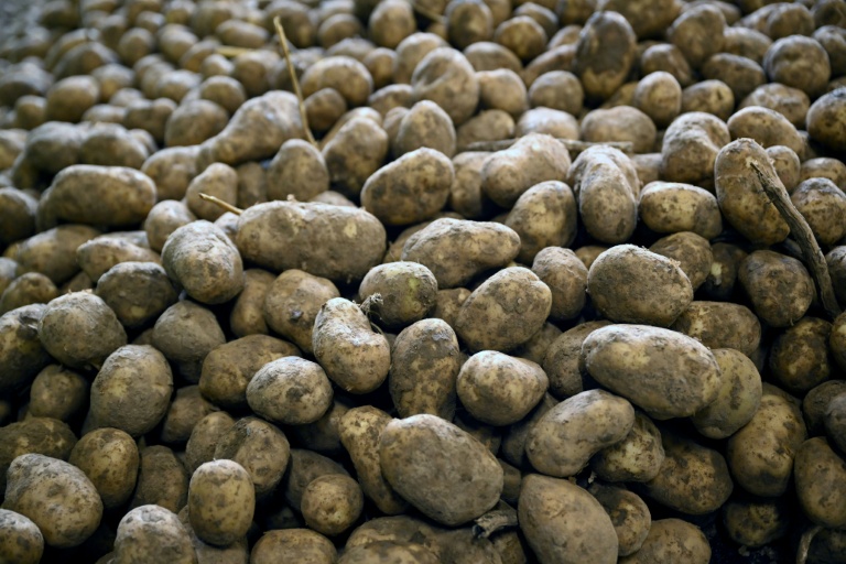 La pomme de terre, en crise de croissance à l'échelle européenne