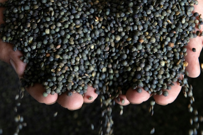 Poussée par le climat, la lentille se cherche une vocation dans le Nord