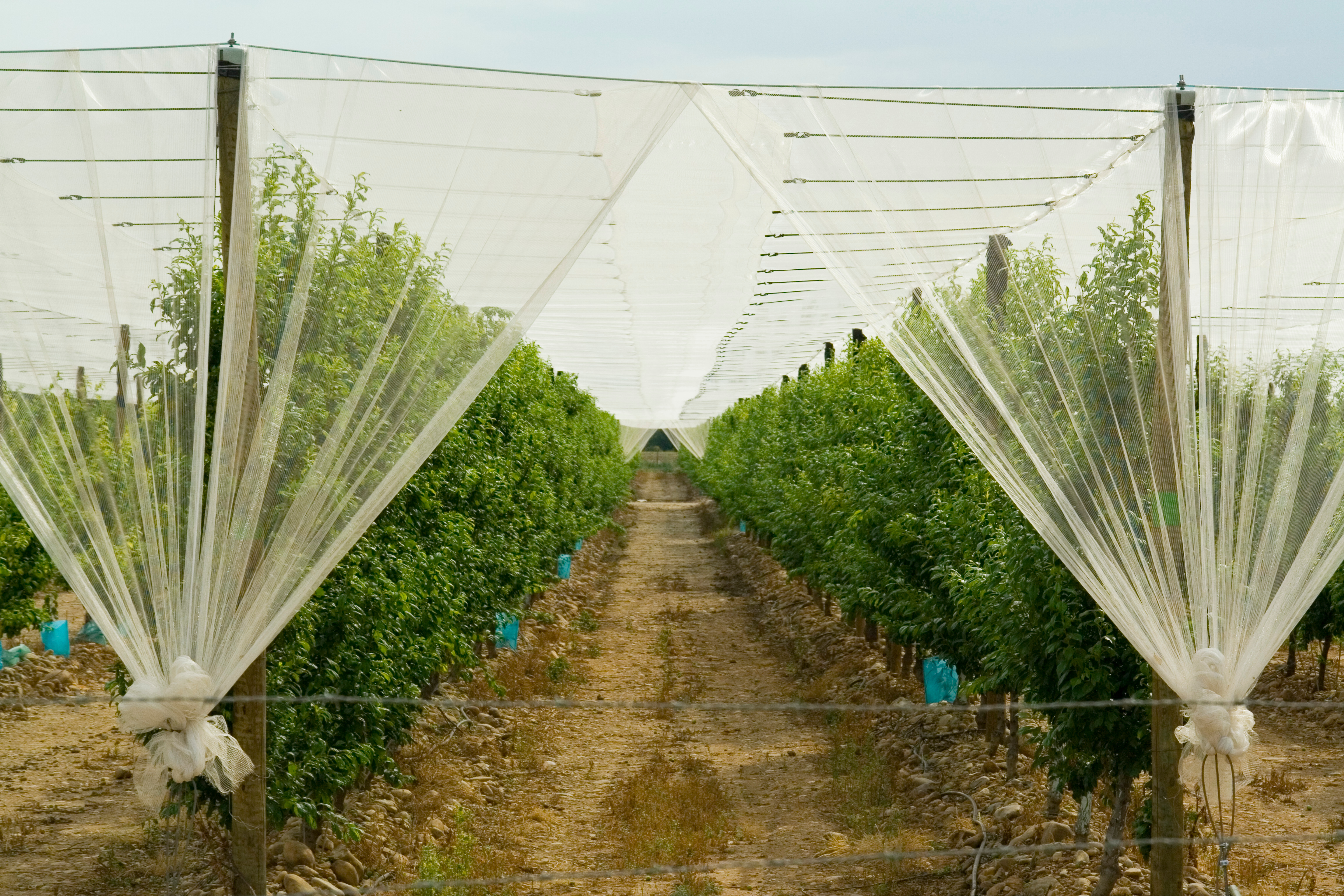 Orages de grêle 2025 : l’indemnité de solidarité nationale ouverte en Saône-et-Loire