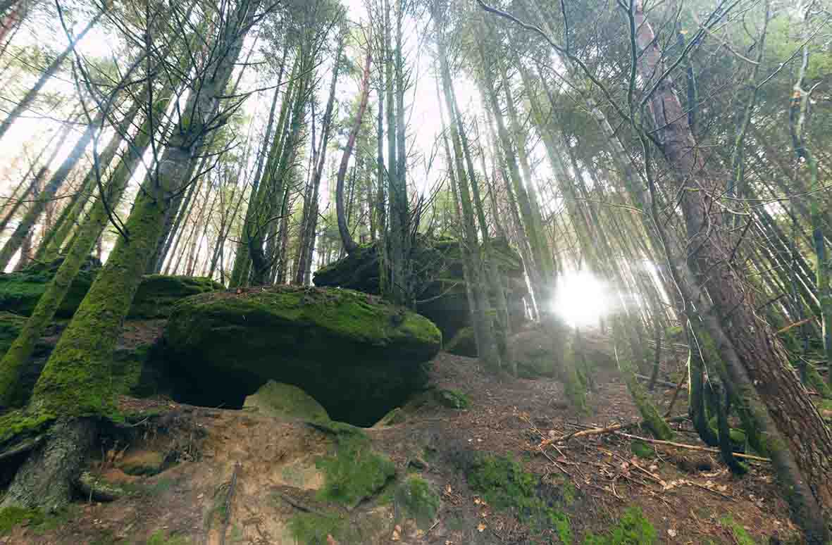 L’appel de la «forêt-santé» est lancé