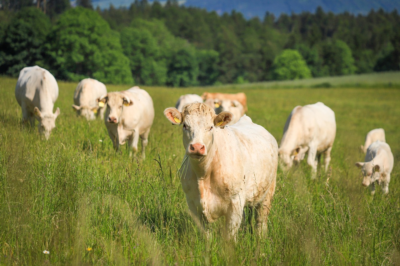 Le salon de l'agriculture de l'avant présidentielle