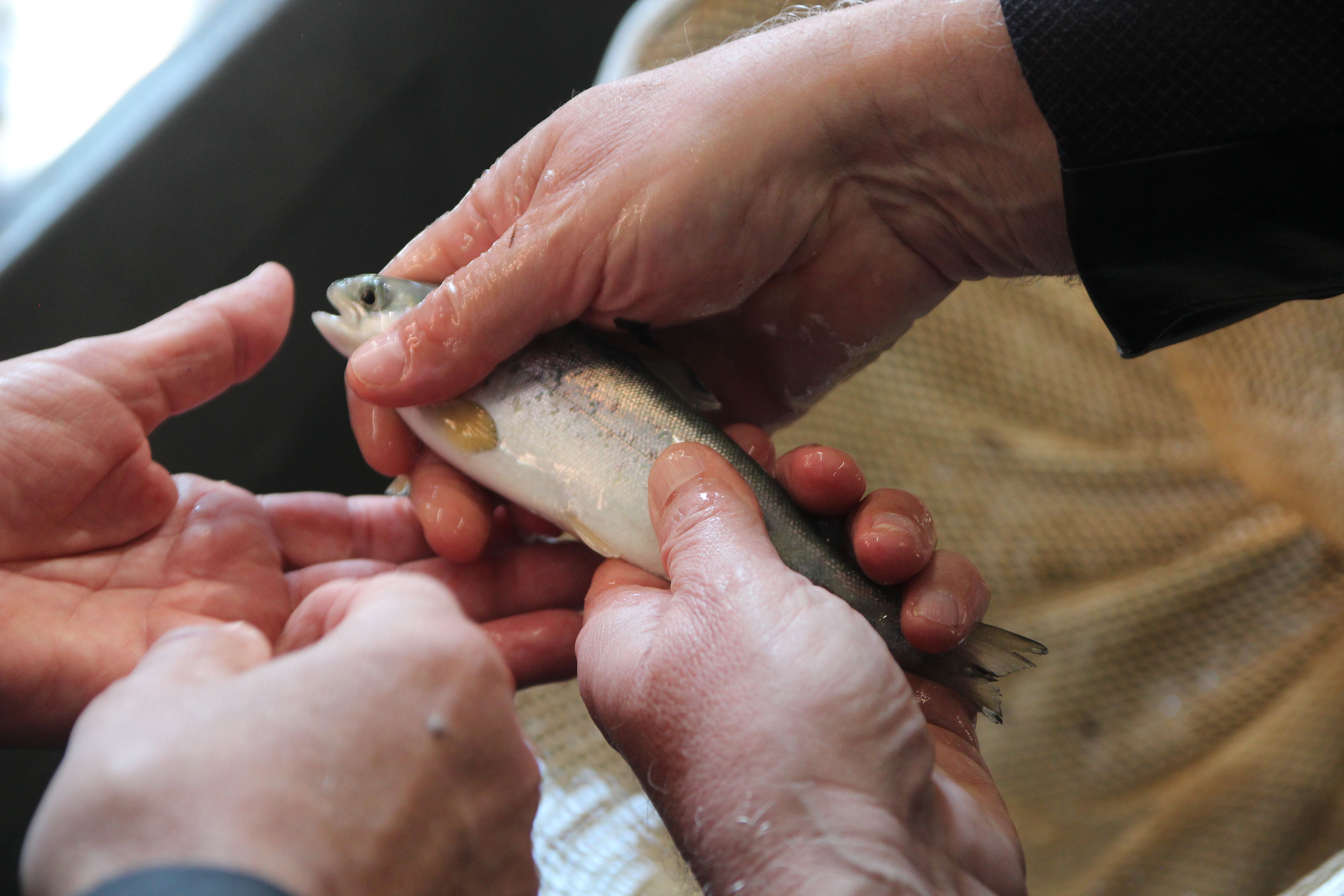 À Elbeuf-sur-Andelle, Saumon de France veut produire 200 000 alevins