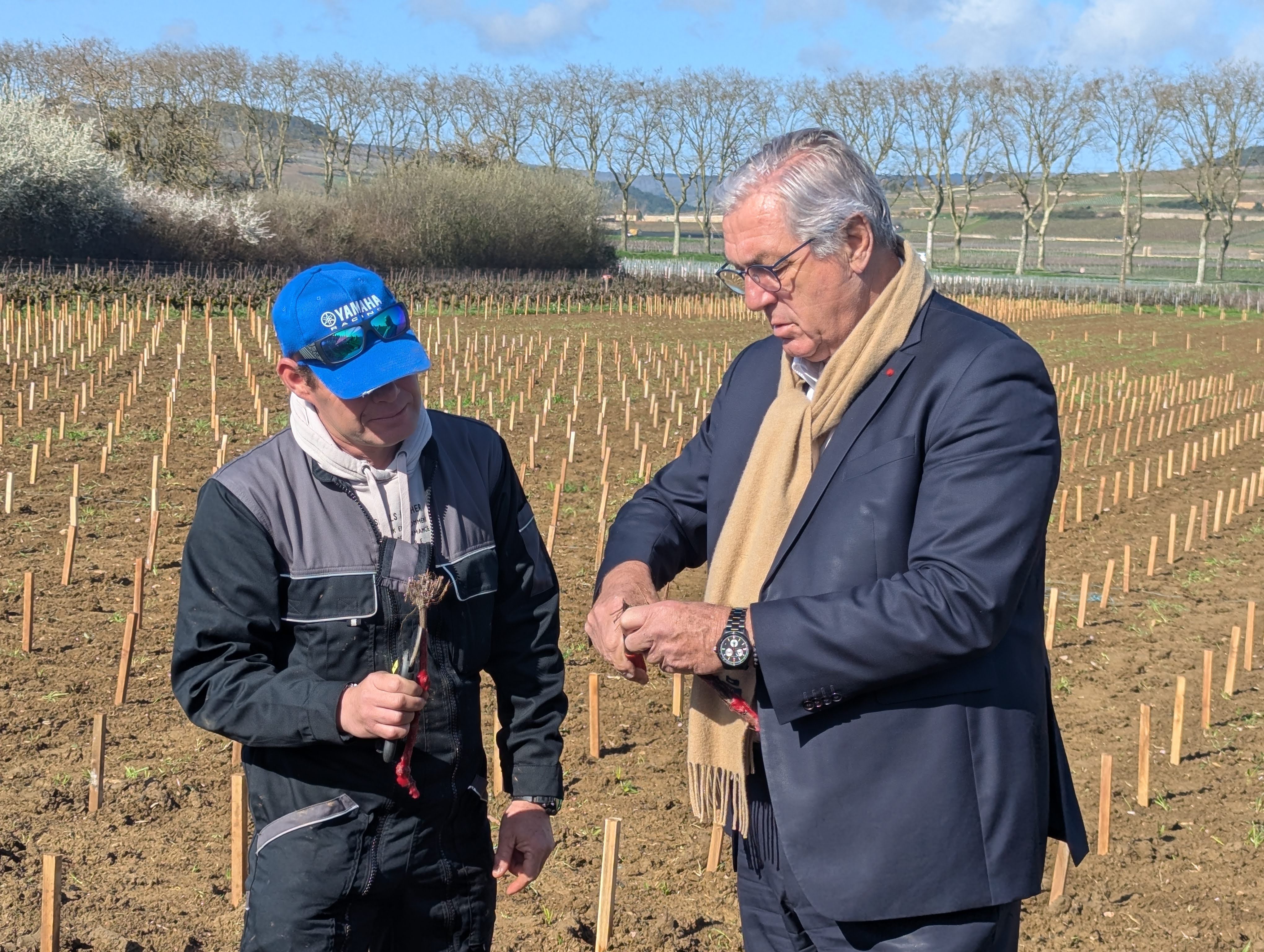 La Côte d'Or plante des vignes à Pommard