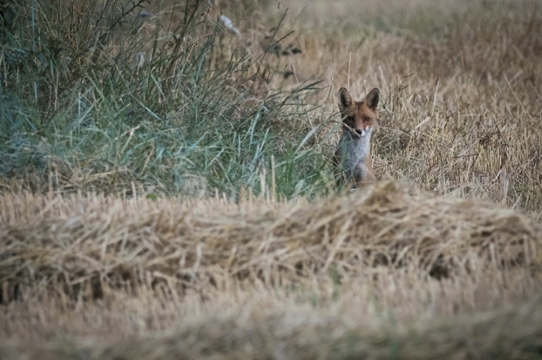 L'élimination des espèces nuisibles en France est 