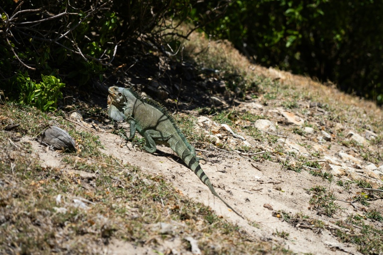 Aux Saintes en Guadeloupe, les chèvres nuisent à la biodiversité