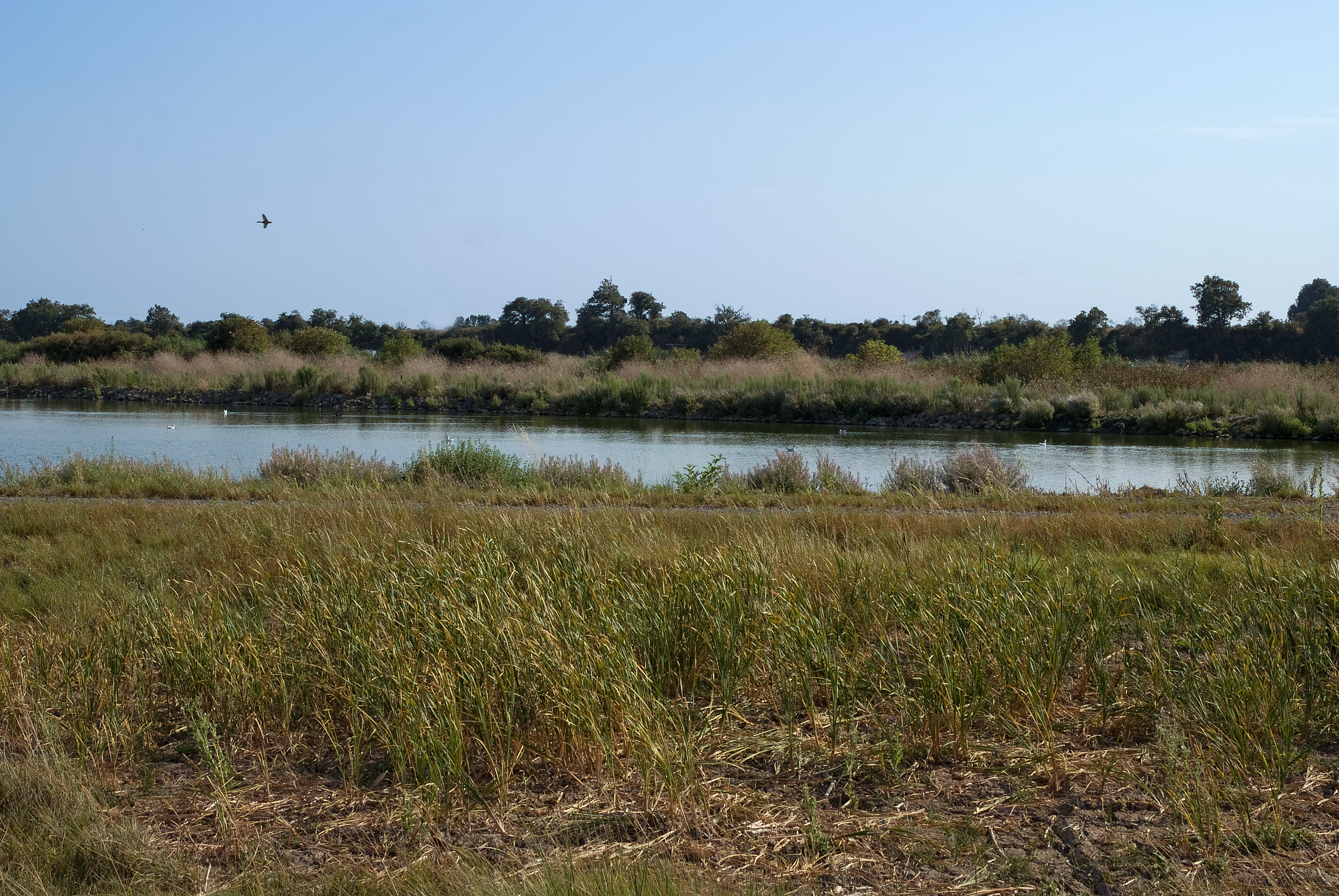 À Harnes, le lagunage se rénove pour allier qualité de l’eau et biodiversité