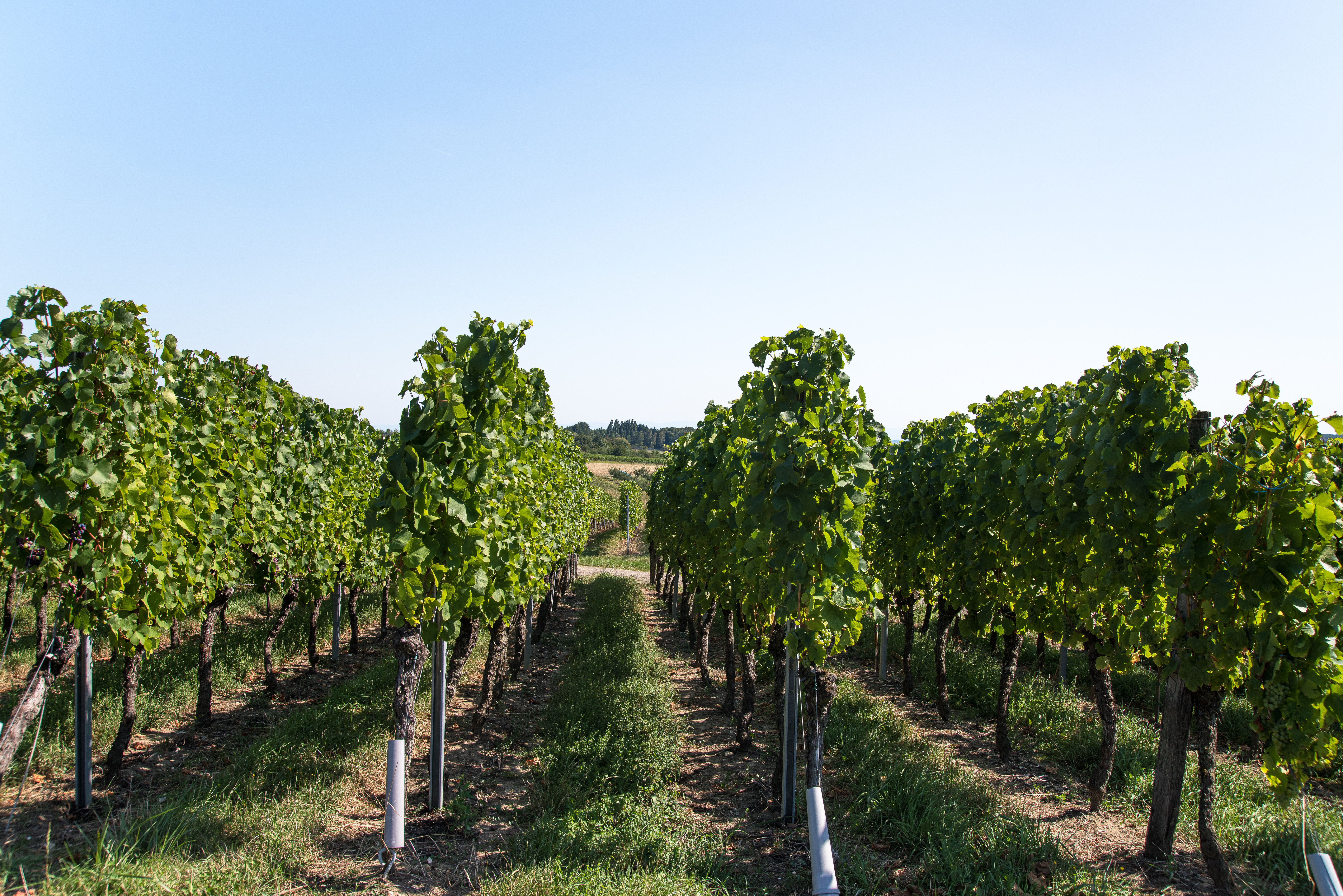 Les Hospices de Nuits-Saint-Georges étendent leur vignoble avec un nouveau premier cru