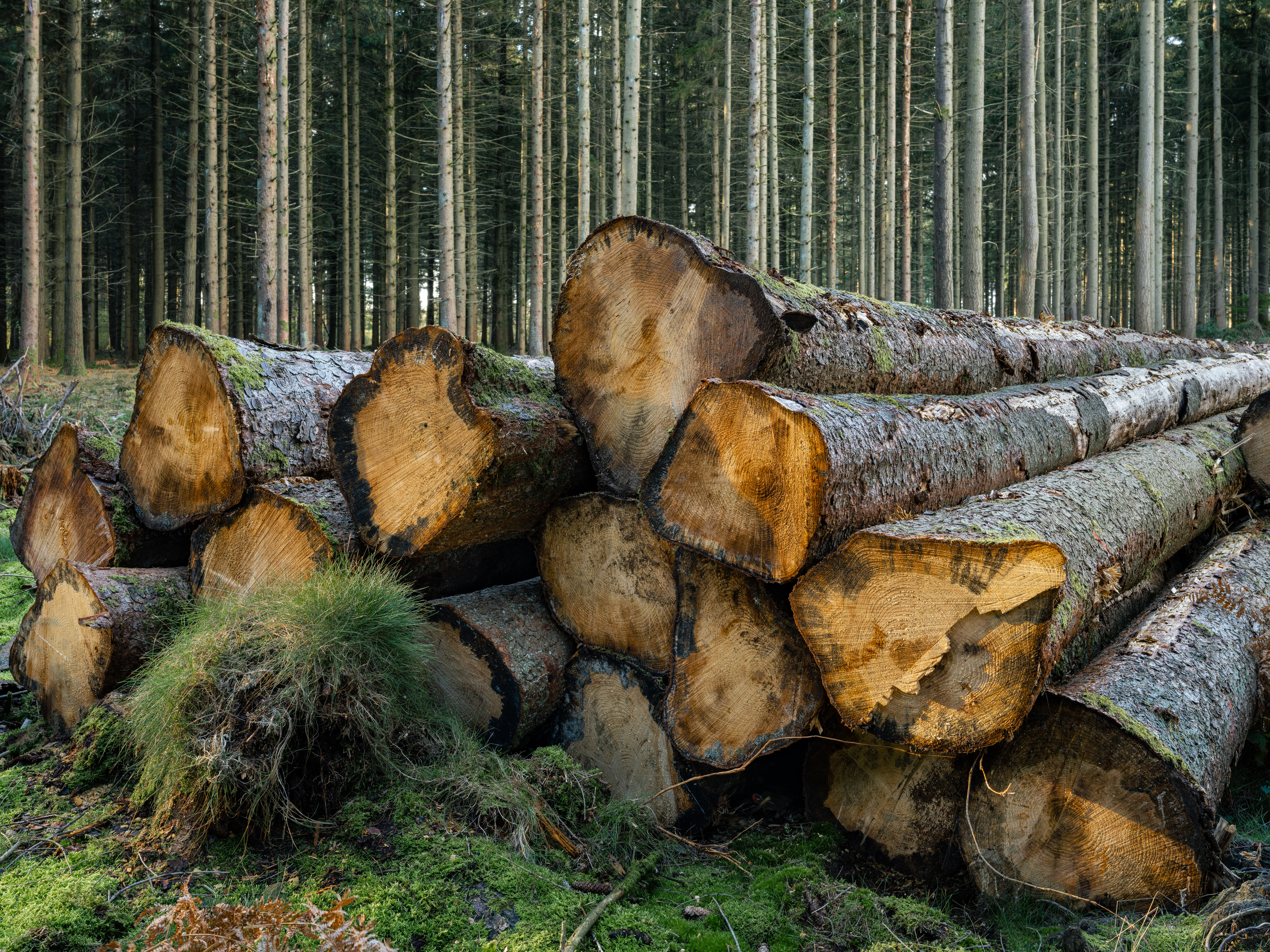 Bourgogne-Franche-Comté : l’activité forestière ralentit, avec des disparités départementales