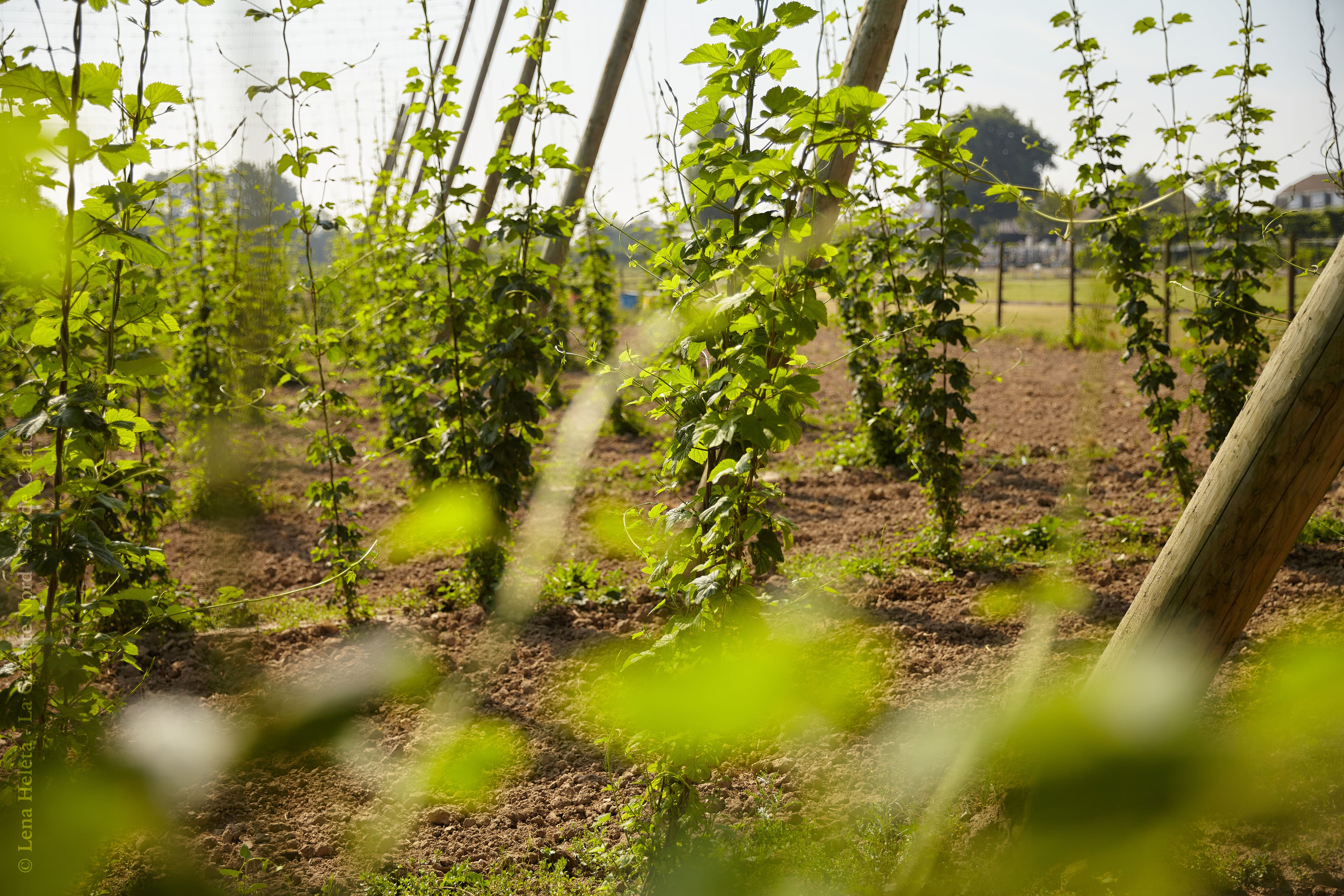 Arras : un colloque sur la filière brassicole française