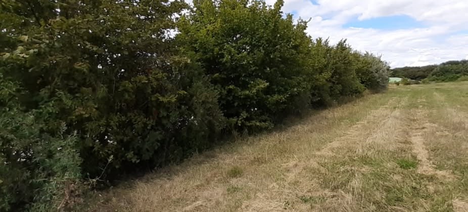 Taille des haies : un assouplissement encadré pour limiter l’impact économique des aléas climatiques