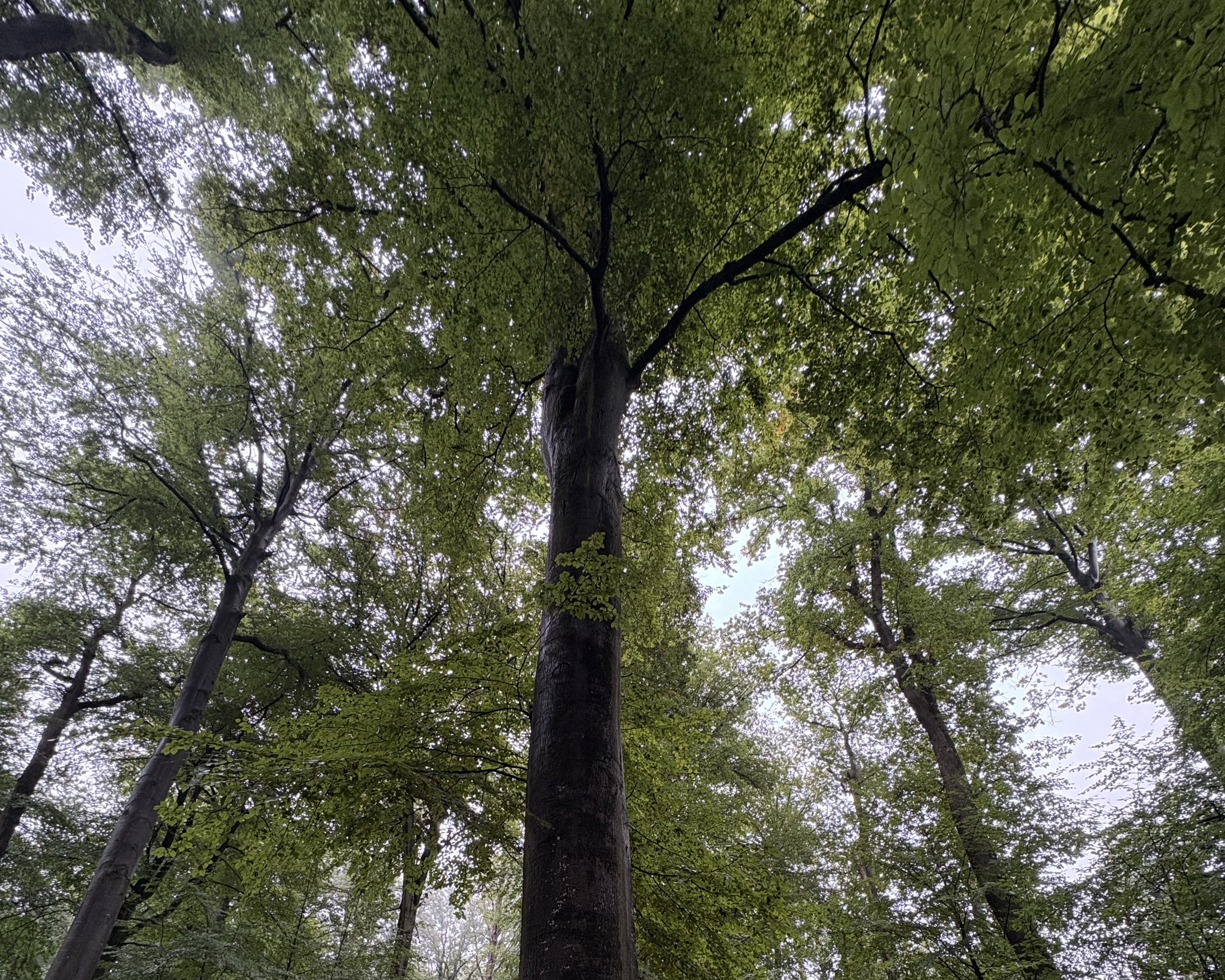 Les forêts de l'Aisne participent à la Journée internationale des forêts
