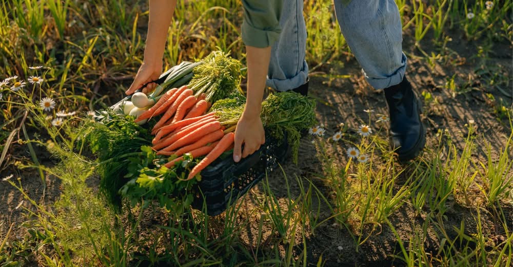Recenser les producteurs locaux de Picardie maritime