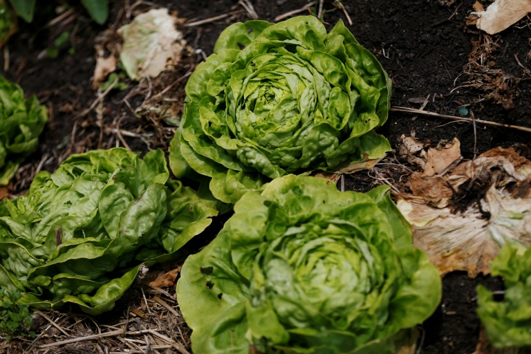 Trafic de pesticides: prison ferme contre un fournisseur et un important maraîcher